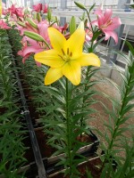 [5054 Barasso No02.JPG]